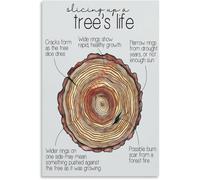 MDBJTCYZN Tree Ring Growth Pattern Poster Life Science Diagram | Shows narrow and wide rings indicating drought or plenty(Unframed,08x12inch(20x30cm))
