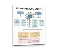 MDBJTCYZN ZGPOSQKZSC Brain Anatomy and Psychology Art Human Nervous System Canvas Painting for Counseling Office Science Classroom Decor(Framed,08x12inch(20x30cm))