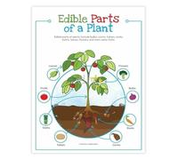 MDBJTCYZN ZGPOSQKZSC Edible Plant Parts Educational Botany Poster Learning Guide for Classroom Kitchen Garden Decor(Framed,08x12inch(20x30cm))