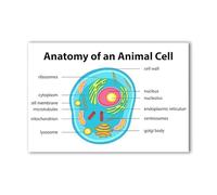 MDBJTCYZN ZGPOSQKZSC Educational Animal Cell Structure Poster Human Anatomy Comparison Biology Wall-Art for College Dorm Library Study Room(Unframed,12x18inch(30x45cm))