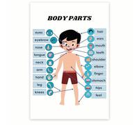 MDBJTCYZN ZGPOSQKZSC The Human Body for Boys - Anatomy Chart Poster, Biology Science Educational Wall-Art for Classroom Decor, Study Room, Visual Aid(Framed,16x24inch(40x60cm))