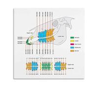MDBJTCYZN ZGPOSQKZSC Veterinary Clinic Wall Decor Canvas Art Equine Care Chart Educational Reference for Animal Hospital Barn Office(Framed,12x18inch(30x45cm))