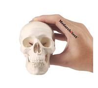 Medarchitect Modèle de tête de mort - Crâne humain avec mâchoire mobile - Éducation médicale, décoration