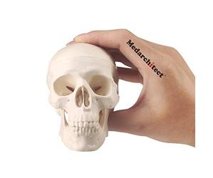 Medarchitect Modèle de tête de mort - Crâne humain avec mâchoire mobile - Éducation médicale, décoration