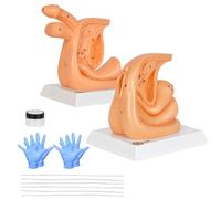 MedEduQuest Entraîneurs d'insertion de cathétérisme urinaire pour homme et femme, modèles de pratique d'insertion de cathéter avec anatomie numérotée, entraîneur de compétences infirmières pour