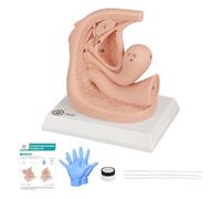 MedEduQuest Kit d'insertion de cathétérisme féminin, modèles d'anatomie génitale externe pour étudiants en médecine ou infirmières, démonstration pédagogique et formation, matériau en silicone