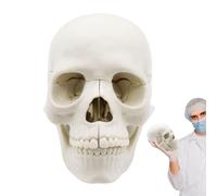 Medical Skull Model 15-Part Detachable | PVC, 14.6x10.2x8.7cm, 1:2 Scale | Human Head Skeleton For Anatomy Teaching & Study | Color Coded Or Natural Bone Medical Student Learning Tool
