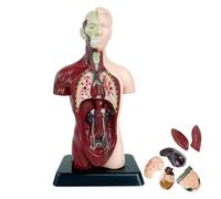 Medicals Torso Human Body Model - 6 Segment PVC Anatomy Figure, Educational Organ REPLICaA, Detailed Human Body Model | Ideal For School Teaching, Medical Students, Biology Lessons, Professional Study