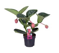 Medinilla magnifica lambada