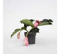 Medinille magnifique - Medinilla magnifica - Hauteur 40-50cm - ⌀17cm