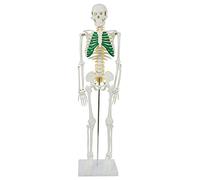 MedMod Squelette humain 87 cm modèle anatomique détaillé