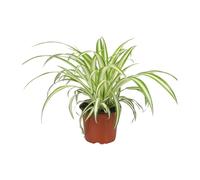 Meergroothandel Chlorophytum - 25 cm, Ø12 cm