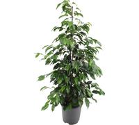 Meergroothandel Ficus Benjamina Danielle - 95 cm, Ø 21 cm