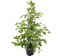 Meergroothandel Ficus Benjamina Goldenking - 95 cm, Ø 21 cm