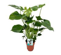 Meergroothandel Monstera Deliciosa (plante à trous) - 60 cm, Ø19 cm
