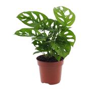 Meergroothandel Monstera Monkey Leaf (plante à trous) - 30 cm, Ø 12 cm