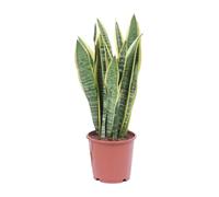 Meergroothandel Sansevieria Laurentii (langue de femme) - 40 cm, Ø14 cm