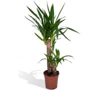 Meergroothandel Yucca Elephantipes lys palmier - 85 cm, Ø17 cm