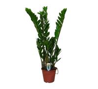 Meergroothandel Zamioculcas Zamiifolia (palmier émeraude) - 50 cm, Ø14 cm