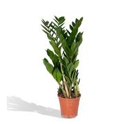 Meergroothandel Zamioculcas Zamiifolia (palmier émeraude) - 70 cm, Ø17 cm