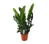 Meergroothandel Zamioculcas Zamiifolia (palmier émeraude) - 80 cm, Ø21 cm