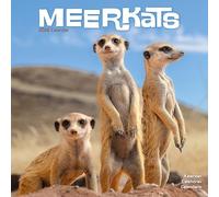 Meerkats Calendar 2026 Square Wildlife Safari Wall Calendar - 16 Month