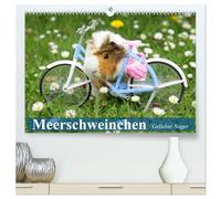 Meerschweinchen. Geliebte Nager (hochwertiger Premium Wandkalender 2026 DIN A2 quer), Kunstdruck in Hochglanz: Die niedlichen und qiekenden Herzensbrecher aus Südamerika