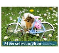 Meerschweinchen. Geliebte Nager (Wandkalender 2026 DIN A2 quer), CALVENDO Monatskalender: Die niedlichen und qiekenden Herzensbrecher aus Südamerika