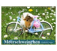 Meerschweinchen. Geliebte Nager (Wandkalender 2026 DIN A4 quer), CALVENDO Monatskalender: Die niedlichen und qiekenden Herzensbrecher aus Südamerika