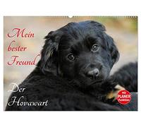 Mein bester Freund - Der Hovawart (Wandkalender 2026 DIN A2 quer), CALVENDO Monatskalender: Hovawarte von klein bis groß auf 13 bezaubernden Fotos
