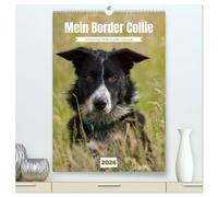 Mein Border Collie (hochwertiger Premium Wandkalender 2026 DIN A2 hoch), Kunstdruck in Hochglanz: Ein tierisches Model zu jeder Jahreszeit