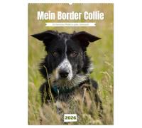 Mein Border Collie (Wandkalender 2026 DIN A2 hoch), CALVENDO Monatskalender: Ein tierisches Model zu jeder Jahreszeit