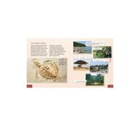 Meine Große Tierbibliothek: Die Schildkröte