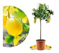 Meine Orangerie Amalfi Grand citronnier, véritable citron d'Amalfi (Sfusato Amalfitano), agrumes mûrs, citron raffiné, citron vert amalphitanum, arbre de citron (pot Ø 26 cm)