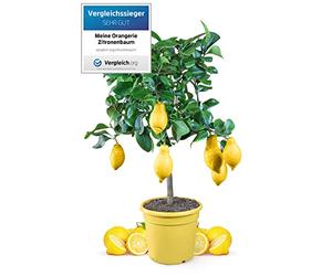 Meine Orangerie Citronnier Mezzo - Véritable agrumes - 80 à 100 cm - Citron raffiné dans un pot de 6,5 l - Citrus Limon - Citrus Citrus Arbres - Plante fruitée de qualité jardinier