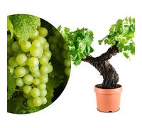 Meine Orangerie Vigne exclusive Vitis Vinifera en forme de bonsaï - Vigne de qualité supérieure - Bonsaï d'intérieur et d'extérieur facile d'entretien - Plante décorative et durable pour la maison et