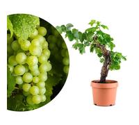 Meine Orangerie Vigne exclusive Vitis Vinifera en forme de bonsaï - Vigne de qualité supérieure - Bonsaï d'intérieur et d'extérieur facile d'entretien - Plante décorative et durable pour la maison et
