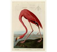 Meishe Art Affiche imprimée rétro vintage oiseaux antique flamant rose pélican animaux sauvages illustration décorative décoration murale (B)