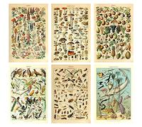 Meishe Art Lot de 6 affiches vintage imprimées champignons fleurs fleurs fruits insectes poissons oiseaux animaux vie marine botanique scientifique illustration murale races identification espèce