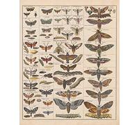 Meishe Art Poster imprimé vintage papillon de nuit, insectes, races, tableau de référence, collection d'espèces, diagramme d'entomologie, décoration murale pour salle de classe, club