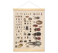 Meishe Art Poster vintage imprimé Insectes Collection Tableau de référence Identification des espèces Diagramme Entomologie Salle de classe Club Décoration murale (40 cm x 50 cm + cadre de suspension)