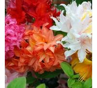 MÉLANGE 3 AZALÉES DU JAPON ARBUSTES NAINS PLANTES DE JARDIN COLORÉES EN POT