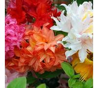 MÉLANGE 6 AZALÉES DU JAPON ARBUSTES NAINS PLANTES DE JARDIN COLORÉES EN POT
