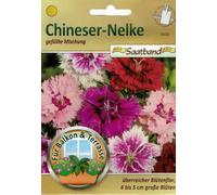 Mélange chinois de noël pour balcon et terrasse, pour fleurs de 4 à 5 cm