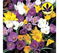 Mélange Crocus Variété naine Floraison printanière Plante à bulbe de jardin
