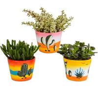 Mélange d'arbres à cuillères 10,5 cm - 3x - en pots mexicains
