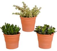 Mélange d'arbres à cuillères 10,5 cm - 3x - en pots terracotta
