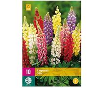 Mélange de 10 bulbes Lupin mix