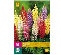 Mélange de 10 bulbes Lupin mix Multicolore