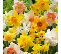 Mélange de 15 - Narcisse - Jonquille - Mélange de fleurs printanières - Pousse jusqu'à 15-35 cm